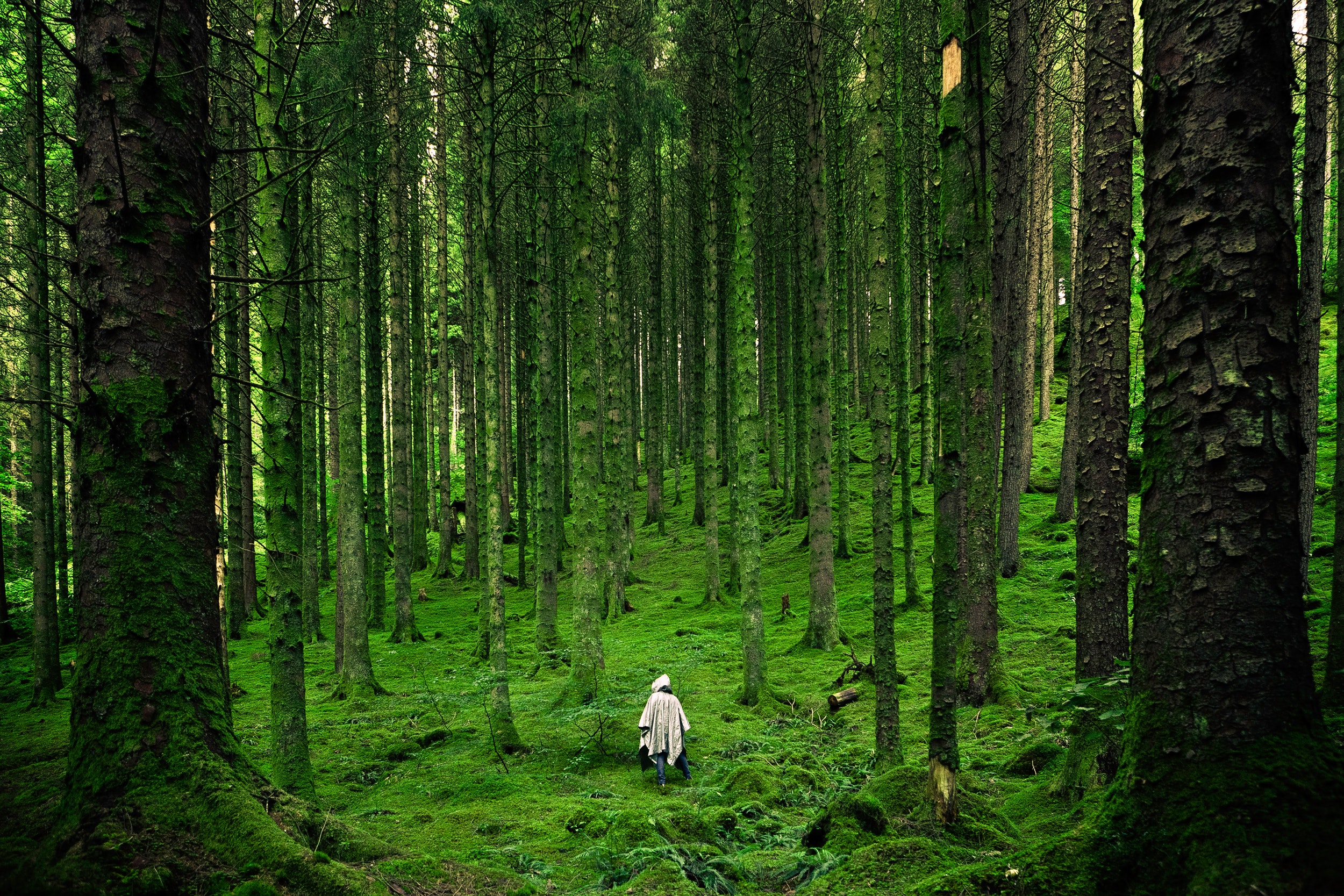 alone-forest-green-15286